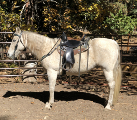 HorseID: 2303936 Sundance - PhotoID: 1087486