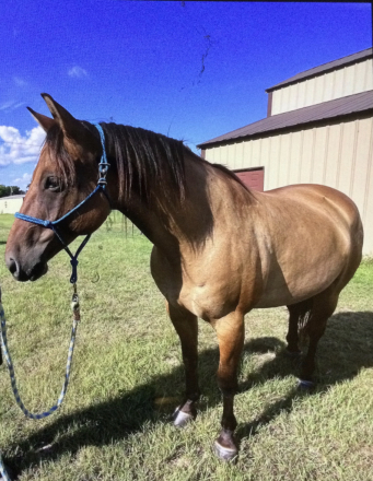 HorseID: 2303942 Chisums John Wayne - PhotoID: 1086750