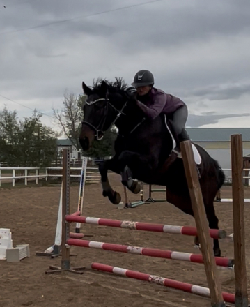 HorseID: 2303946 Oh! Kevin - PhotoID: 1086853