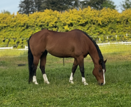 HorseID: 2303947 WT Lucky Little Cat - PhotoID: 1086751