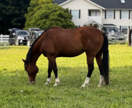 HorseID: 2303947 WT Lucky Little Cat - PhotoID: 1086752