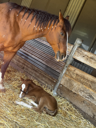 HorseID: 2303947 WT Lucky Little Cat - PhotoID: 1086753