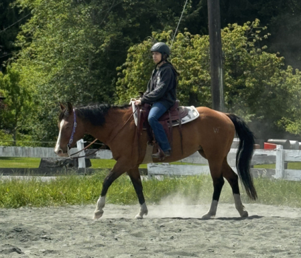 HorseID: 2303947 WT Lucky Little Cat - PhotoID: 1086754