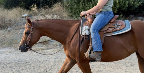 HorseID: 2303949 Savanna - PhotoID: 1086756