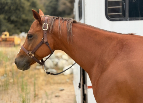 HorseID: 2303949 Savanna - PhotoID: 1086757