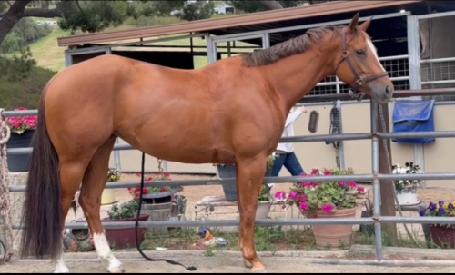 HorseID: 2303949 Savanna - PhotoID: 1086758