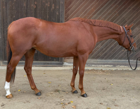 HorseID: 2303951 Honey - PhotoID: 1086760