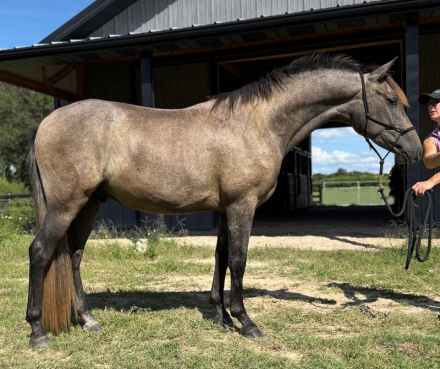 HorseID: 2303954 Versado IV - PhotoID: 1086799