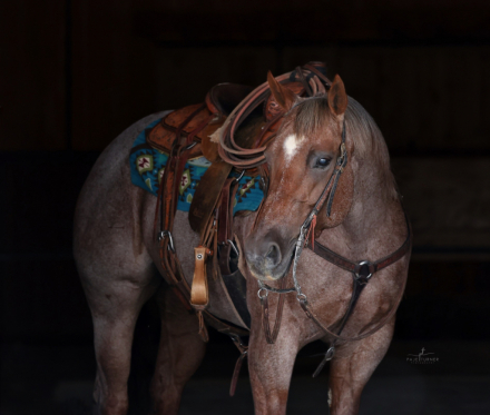 HorseID: 2303958 Lizzy Rey Von - PhotoID: 1086801