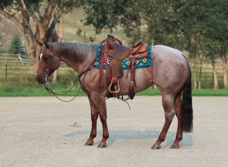 HorseID: 2303958 Lizzy Rey Von - PhotoID: 1086802