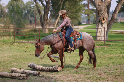 HorseID: 2303958 Lizzy Rey Von - PhotoID: 1086804