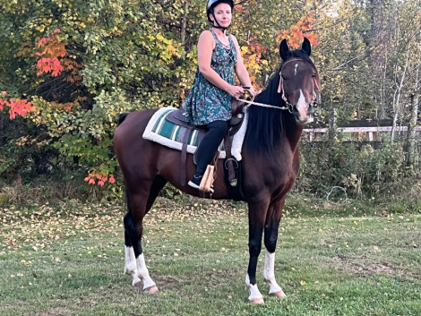 HorseID: 2303966 Imtal Sahim - PhotoID: 1086806