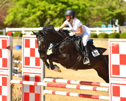 HorseID: 2303968 Maverick - PhotoID: 1086807