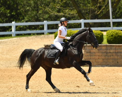 HorseID: 2303968 Maverick - PhotoID: 1086808