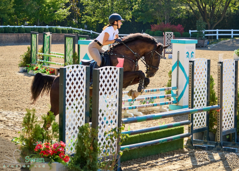 HorseID: 2303968 Maverick - PhotoID: 1086809