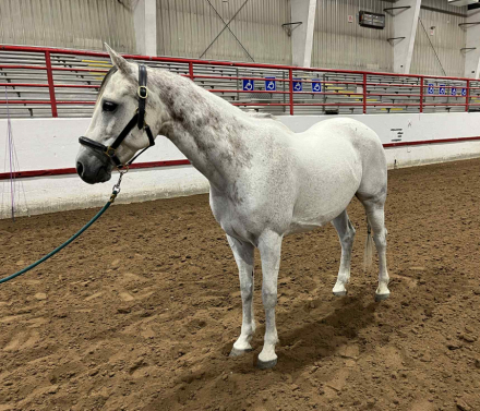 HorseID: 2303970 Raphael - PhotoID: 1086818