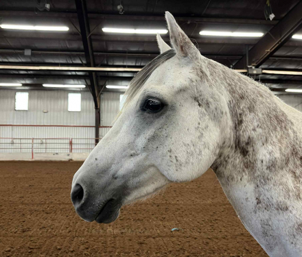 HorseID: 2303970 Raphael - PhotoID: 1086819