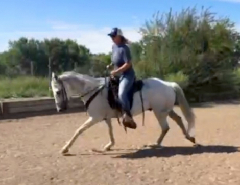 HorseID: 2303970 Raphael - PhotoID: 1086820