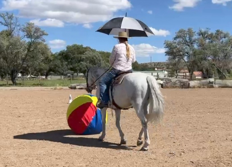 HorseID: 2303970 Raphael - PhotoID: 1086822