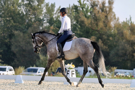 HorseID: 2303971 Stolen Ghost Joey - PhotoID: 1086823