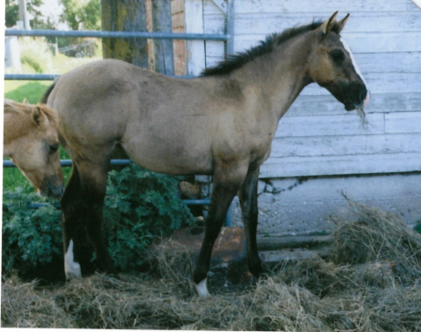 HorseID: 2303974 Betty Windsong- pending - PhotoID: 1086827