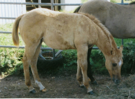 HorseID: 2303975 Diamon Windsong - PhotoID: 1086828