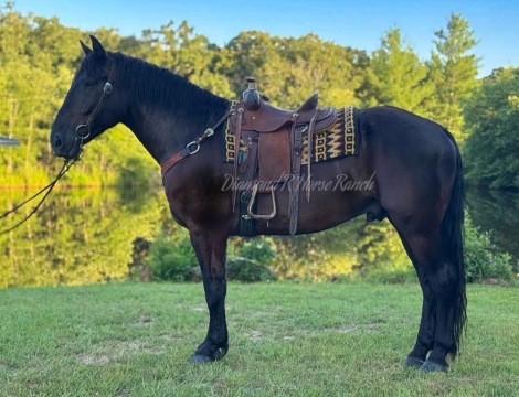 HorseID: 2303976 JD - PhotoID: 1086826