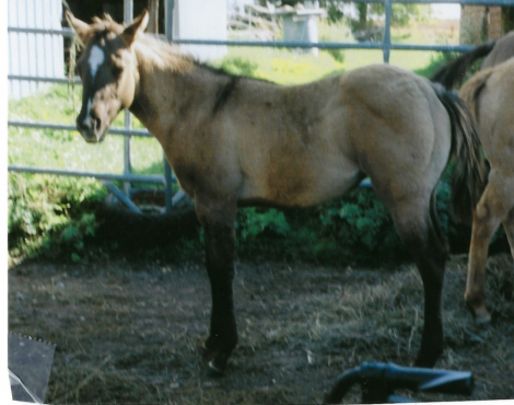 HorseID: 2303977 Patricia Windsong - PhotoID: 1086829