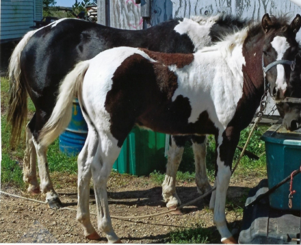 HorseID: 2303978 Lucky - PhotoID: 1086830