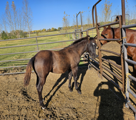 HorseID: 2303980 Pretty Cat With Guns - PhotoID: 1086833