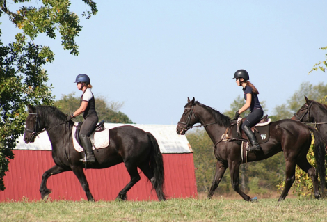 HorseID: 2303981 Raspotnic Gabe - PhotoID: 1086834