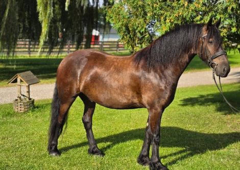 HorseID: 2303981 Raspotnic Gabe - PhotoID: 1086835