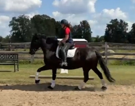 HorseID: 2303981 Raspotnic Gabe - PhotoID: 1086836