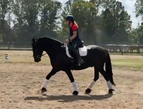 HorseID: 2303981 Raspotnic Gabe - PhotoID: 1086837