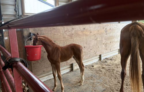 HorseID: 2303985 Gracious Santana Dream - PhotoID: 1088010