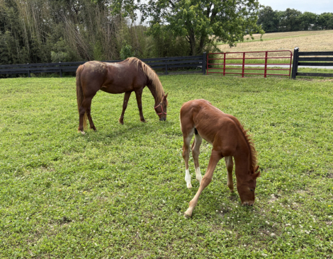 HorseID: 2303985 Gracious Santana Dream - PhotoID: 1088011