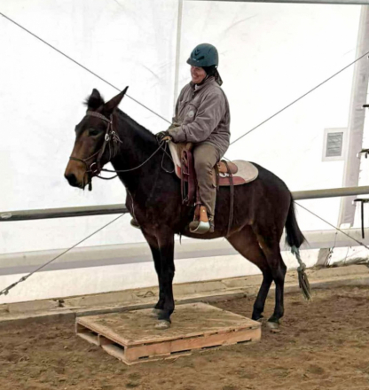 HorseID: 2303987 Freya - PhotoID: 1087036