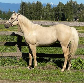 HorseID: 2303996 Crown Z Maximus Cash - PhotoID: 1086848
