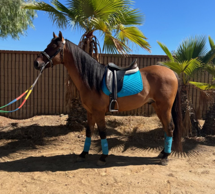 HorseID: 2303999 Brandy - PhotoID: 1086850