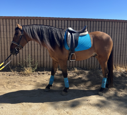 HorseID: 2303999 Brandy - PhotoID: 1086851