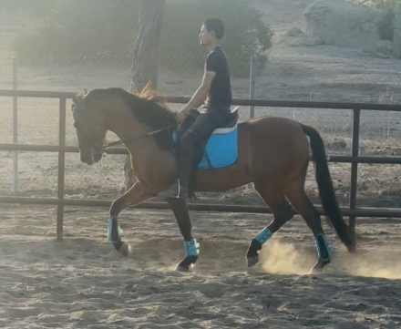 HorseID: 2303999 Brandy - PhotoID: 1086849