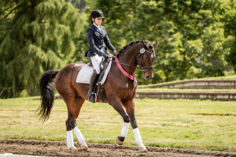 HorseID: 2304003 Gunfire - PhotoID: 1086856