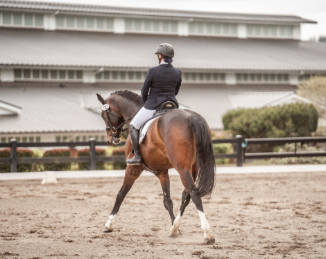 HorseID: 2304003 Gunfire - PhotoID: 1086857