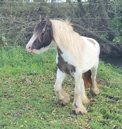 HorseID: 2304007 Harsells Mazikeen - PhotoID: 1086860