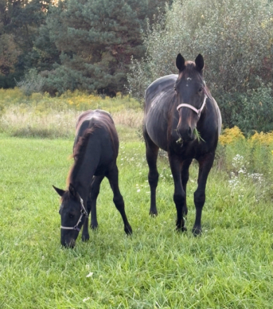 HorseID: 2304008 Eshe - PhotoID: 1086862