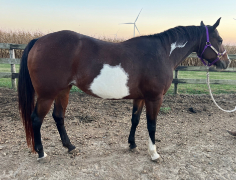 HorseID: 2304009 Pretty Touchy - PhotoID: 1086861