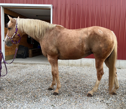 HorseID: 2304010 Lovin My Scotchman - PhotoID: 1086863