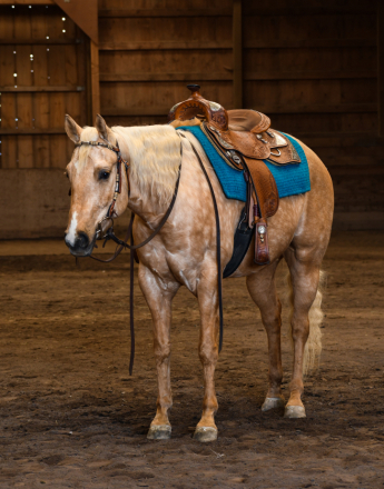 HorseID: 2304012 Flash That Badge - PhotoID: 1086923