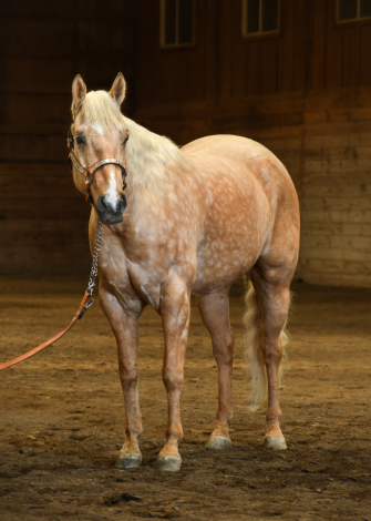 HorseID: 2304012 Flash That Badge - PhotoID: 1086924