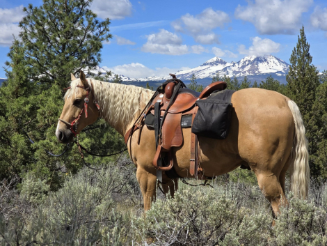 HorseID: 2304012 Flash That Badge - PhotoID: 1086925